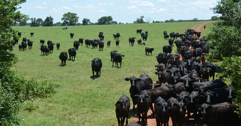 Un rebaño de vacas Brangus. Foto: AgriLife Today / Flickr